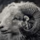 QUIETGOAT