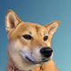 Shiba-Shibu