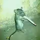 Ratzzinger