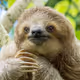 SlothLife