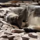 Rylai_Crypto_Kitty