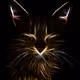 AfricanWildCat