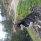TUNII