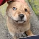 Golddog_wtf