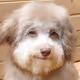 Hurryupharry