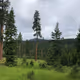 Wood_Knox