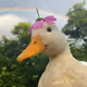 perrytheduckie.eth