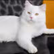 yuyue888