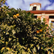 plaatjeszoekers