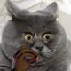 Catbrah