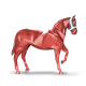 Gaucho699