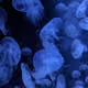 bluedor