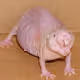 El_Rigatone