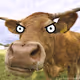 alaincow