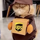 cat6666888