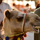 Camel_dentist