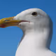 It_Windy