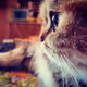 Cat-Fury