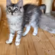 BabsyBugsy