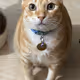gingerbear