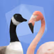 GooseAndFlamingo
