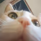 kidthecat