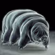 milnesiumtardigradum