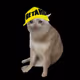 Cash_Cats_
