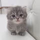fobbry