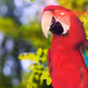ParrotFromTheCitadel