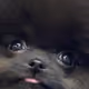 0xaa5f0c4fb8463ba2b749db2ee14942b3e99a85d1