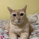 SirMotsy