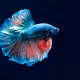 ImFish1124