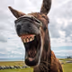 DonnyDonkey