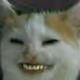DafuqCat