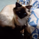cat13485