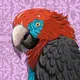 mrparrot