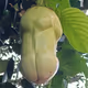 Predatorsg