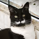 Mustache_cat