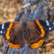 0xab830037d44dc9caf2cefee97c3baf1f8fc15cb4
