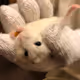 shinya0825