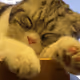OpenMeow