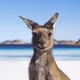 KangarWu