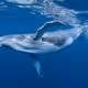 BLUEWHALEO