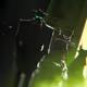 darkfang_eth