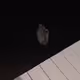 MooseGooseMouse