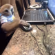 MonkeyPictureEnjoyer