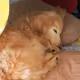 mikurimomo
