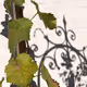 Neuisarwein