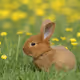 BunnyHops